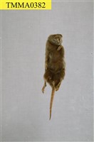 臭鼩藏品圖，第7張